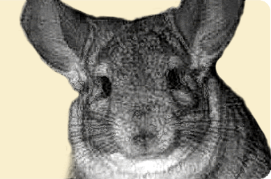 Greenwood chinchillas shop